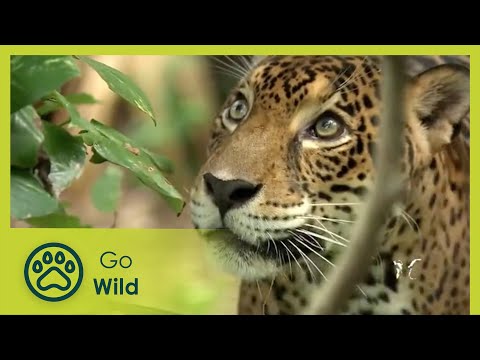 The Threat of Pantanal | Go Wild