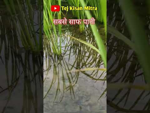 धान की जवानी #trending धान की रोपाई #धान की नर्सरी #vairal वीडियो #tej kisan #barish #trending