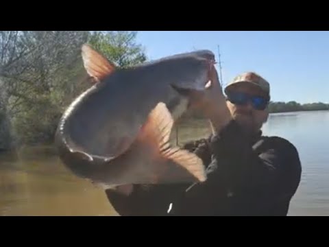 Striper and Catfishing Santee Cooper | LIVE STREAM | 3-24-24