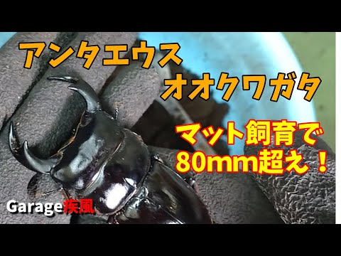 アンタエウスオオクワガタ羽化　マット飼育で80ｍｍ超えた！　#クワガタ