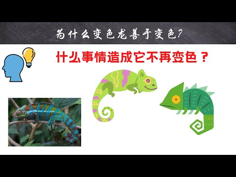 为什么变色龙善于变色?｜#短视频 #小知识 #能量灯 #为什么