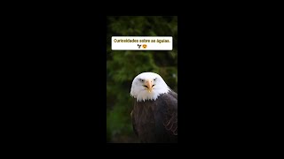 7 Curiosidades extraordinárias sobre as águias!! 🦅💕 #águia #eagle #avesderapina #animais