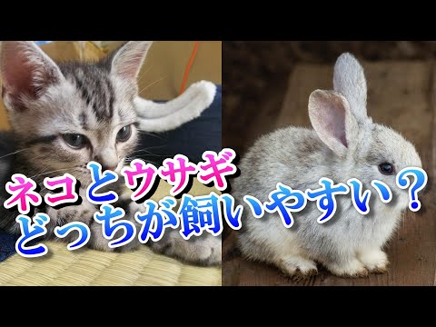 猫とうさぎ どっちが飼いやすい？飼育経験者が比較