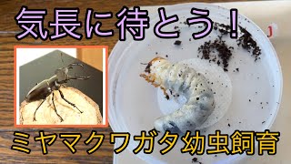 ミヤマクワガタブリード　幼虫飼育！