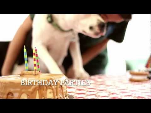 Dog Daycare services and information Sacramento CA 95819