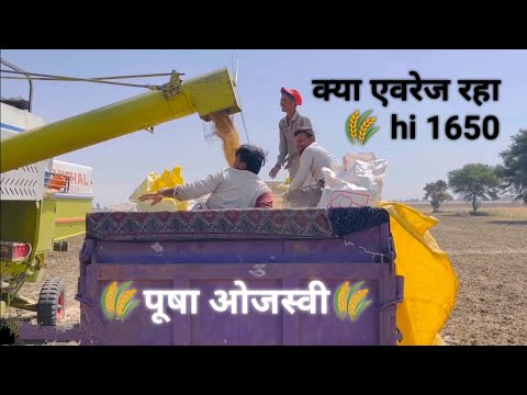 पूषा ओजस्वी। HI 1650 एवरेज क्या आया बीघा एकड़ हेक्टेयर से🌾Mo.9131600079