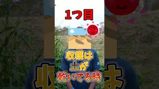 家庭菜園や農園の里芋栽培の失敗しない収穫作業の注意点３選！サトイモ栽培で収穫後に腐敗させないポイントとサトイモの育て方！【農家直伝】#shorts