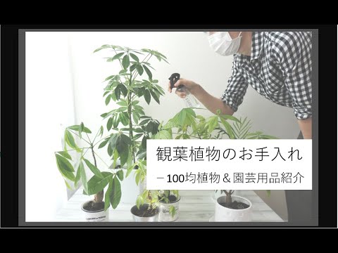 【100均観葉植物の成長がすごい！】自宅待機で仕事がお休みになったので、のんびり観葉植物のお手入れをすることにしました。【葉の汚れとり・鉢の交換・土の入れ替え】