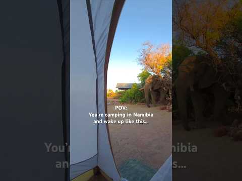 POV: You’re camping in Namibia 🐘 #wildlifeencounters