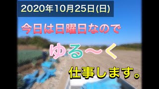 【我が家の日曜日】子供を連れて畑へ。子育てしながらなんとか農家やってます。