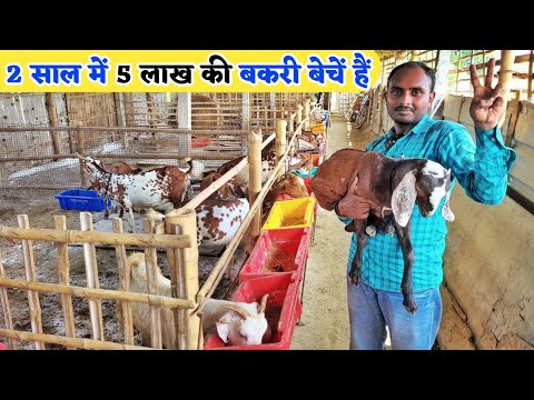 जुगाड़! 2 गुना तेजी से बढ़ती है मेरी बकरियां | Bakri ka growth kaise badhaye