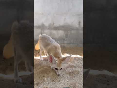 ทำความสะอาดพื้นทรายกรง Fennec Fox