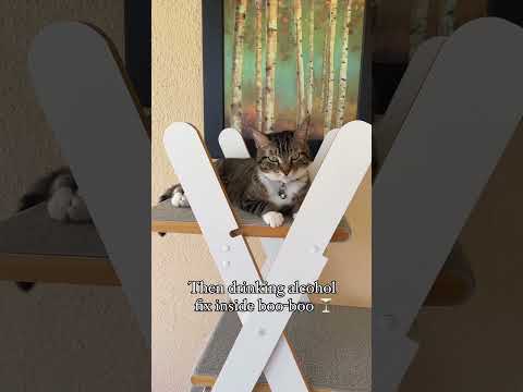 My mom fixes inside boo boos a lot 😹 audio credit: charlies.castle #cats #funnycats #funnyshorts