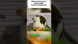 Discover the Joy of Guinea Pigs  Family Friendly Pets