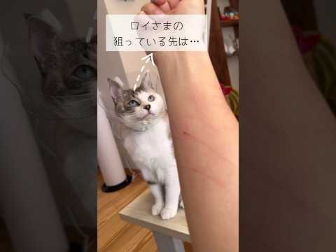 ロックオン #ねこ動画 #保護猫 #cat #ことねこくらし #おもしろい動物 #ロックオン