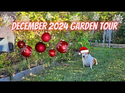 What is Growing in Zone 9a in December || DHBG