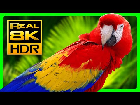 Amazing Macaw Parrots in REAL 8K HDR - Colorful Birds & Nature Sounds - 8K TV Short Demo