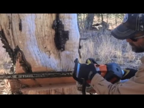 Timber!!!!  Watch Us Take Down a Massive Juniper Tree