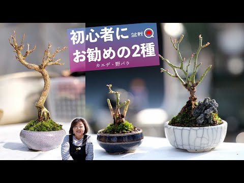 How to make a mini bonsai. Maple (kaede), wild rose [Bonsai Q]