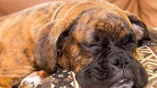 Boxer and Canine Mental Enrichment Toys Stimulating Play