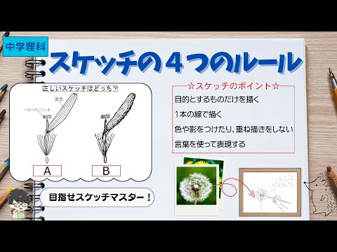 スケッチの仕方を解説！【中１生物】