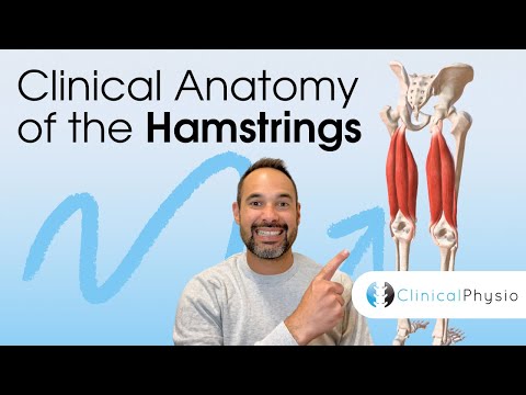 Clinical Anatomy of the Hamstrings | Expert Physio Guide to Key Hamstring Muscle Anatomy!