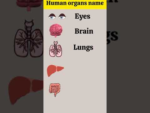 Human organs #letslearnenglish #shorts #viral