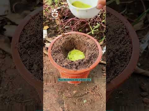 Grow mango tips #garden #gardentips #growplant #gardening #viral #foryou #gardencare