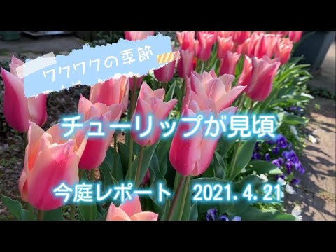 今庭レポート　2021.04.21 ワクワクの季節　チューリップが見頃