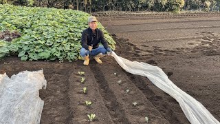 秋冬野菜の不織布を使った育て方・栽培方法（畝作り〜ブロッコリー　キャベツの植え方）【害虫対策】22/9/10