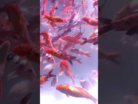 Under Water Aqua Tunnel#fish #aqurium #underwater #trending #shorts #youtubeshorts