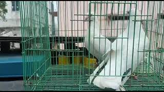 White karna breeding pair salesChennai TambaramTransport available