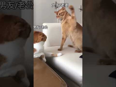 POV:当你男友/老公说了不该说的话 #搞笑 #猫咪 #热门 #肥了 #生气 #cat #funnyanimal #funny #funnypet