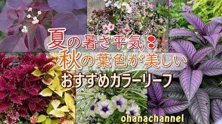 夏の暑さ平気！秋の葉色が美しい！おすすめカラーリーフ6品種、リーフを使った寄せ植え作り🍃