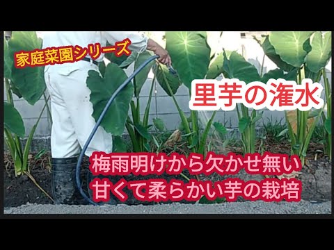 【里芋栽培】梅雨明けから欠かせ無い潅水【家庭菜園シリーズ】