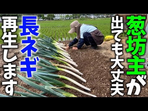 【去年植えてトウ立ちした太ネギをおいしく食べられるように再生させます】※メーカー確認済【味十八番】【松本1本ネギ】