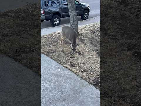 Sneaky Deer #deer #animals #animalshorts #funnyshorts