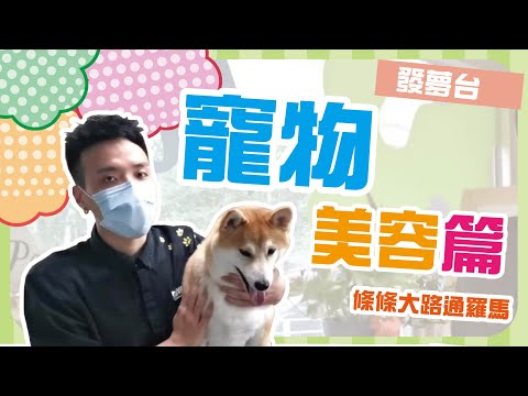 💭發夢台 「條條大路通羅馬」   寵物美容篇🐶🐱