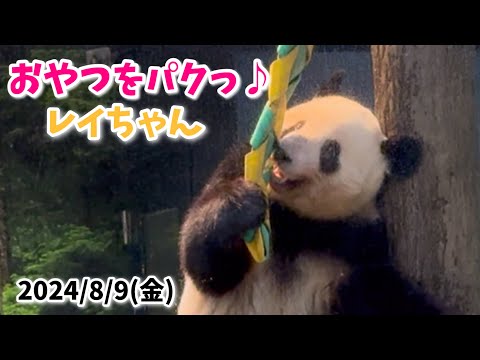 【おやつを食べて転がるレイちゃん🐼💛＆ウロウロ💨シャオくん🐼💚】