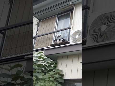 ベランダに猫が・・・癒される#猫#癒される。