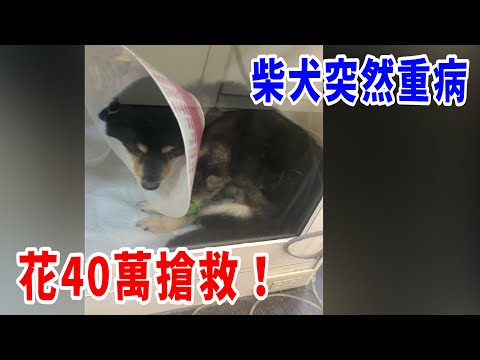 我的柴犬突然重病！手術引發敗血症！花40萬搶救！【好棒Bump】