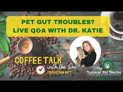 Cat & Dog Gut Health Problems - Q&A with Dr. Katie Woodley - Holistic Veterinarian