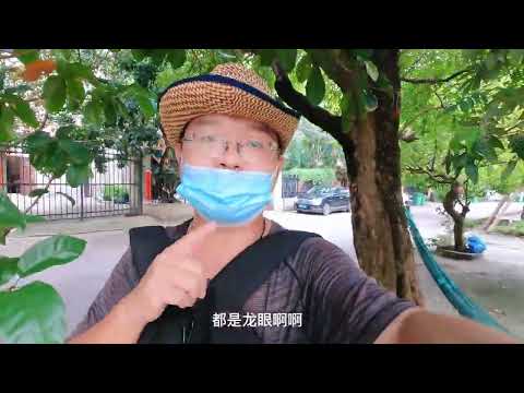 山西小伙儿第一次在广西北海流下村遇到杨桃树 #旅行vlog  #北海  #打卡地  #景点打卡