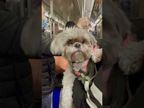 Molly takes the subway#cutepets