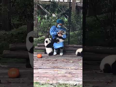 Panda. Mom, hug me! Let me have a mouthful of milk! お母さん、抱きしめて！私にもミルクを飲ませてください！妈妈抱抱我！也让我吃口奶吧！