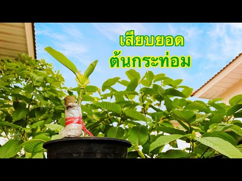 EP.9 เสียบยอดต้นกระท่อม (Kratom)