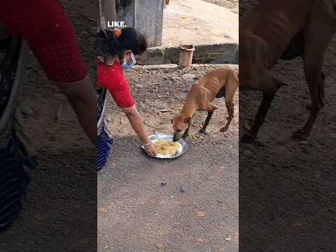 Food donation for dogs #dogs #help #emotional #helpinghands #trendingshorts #shortsfeed #shortvideo