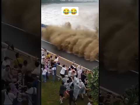 Funny videos #beach #summer #playa #waves #surf