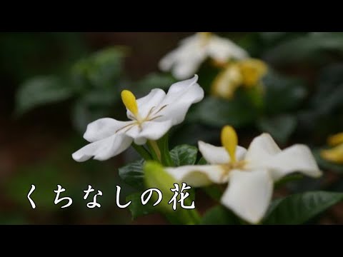 くちなしの花　渡哲也