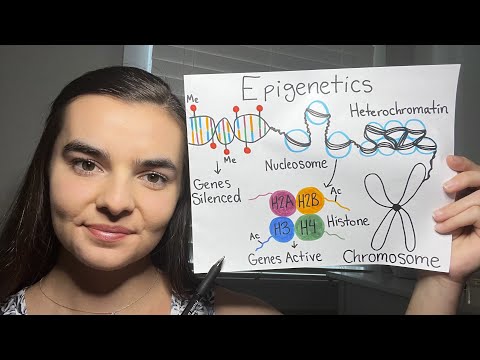 ASMR Teaching You Genetics | Epigenetics, Imprinting, X-Chromosome Inactivation